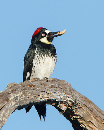 Acorn Woodpecker, with shelled piece of acorn in its bill