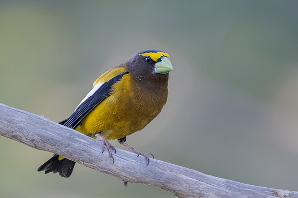 Evening Grosbeak