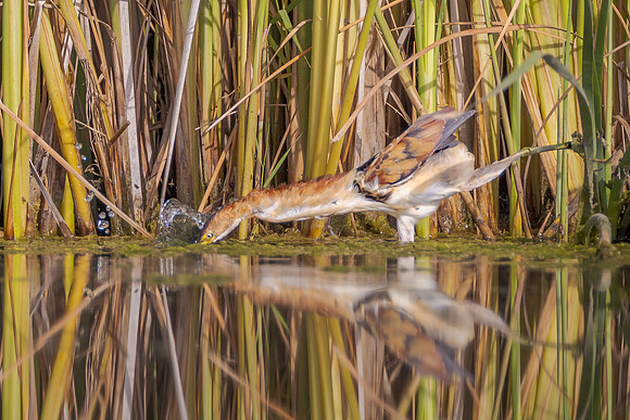 Least Bittern