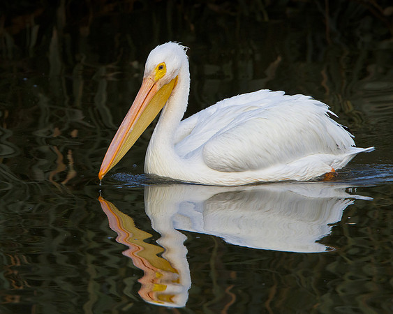 American White Pelican