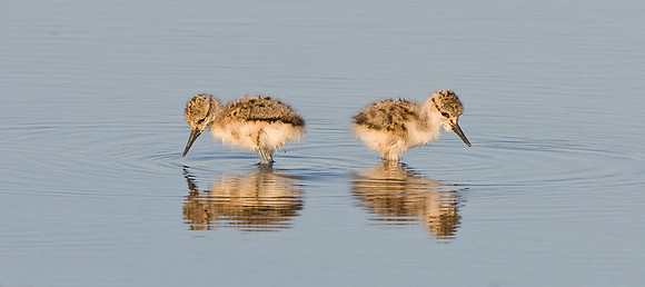 American Avocet, chicks