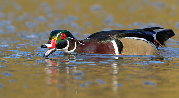 Wood Duck, fishing behavior