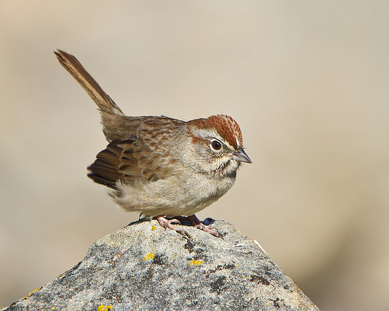 Rufous-crowned Sparrow