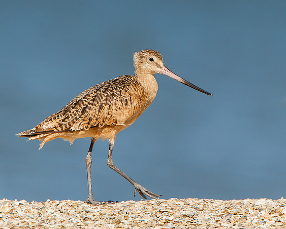 Marbled Godwit