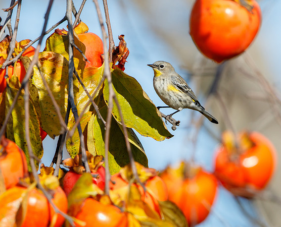 Yellow-rumped Warbler, feeding on persimmons