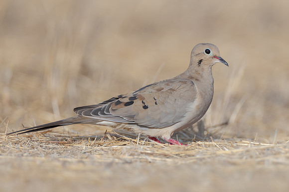 Mourning Dove