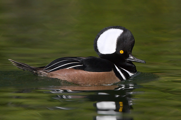 Hooded Merganser