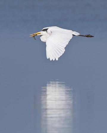 Great Egret