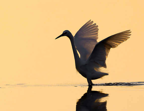 Snowy Egret