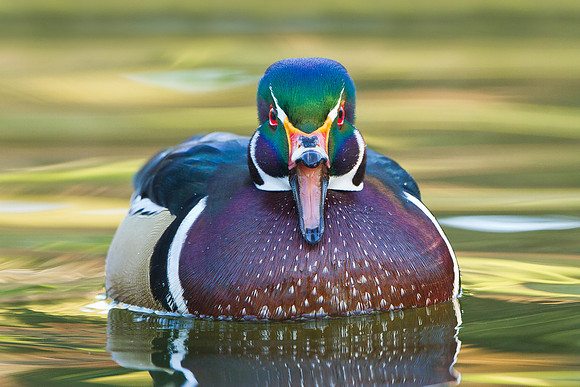 Wood Duck, male