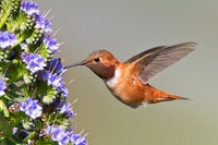 Rufous Hummingbird
