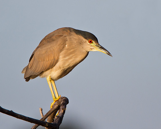 Black-crowned Night Heron