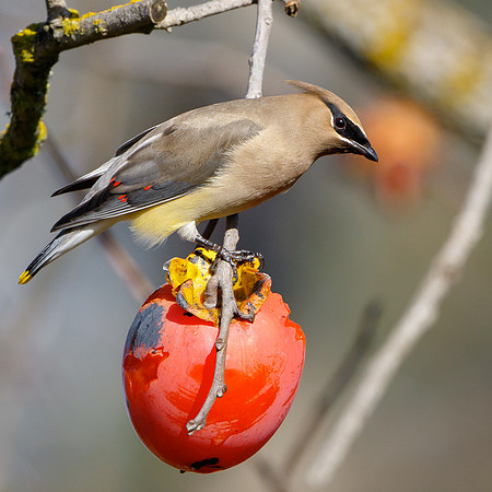 Cedar Waxwing, feeding on persimmons