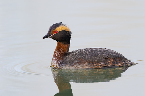 Horned Grebe