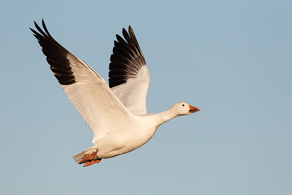 Snow Goose