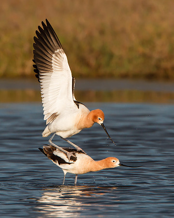 American Avocets, mating