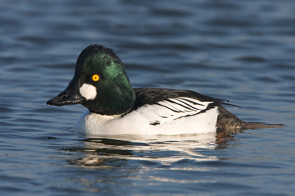 Common Goldeneye