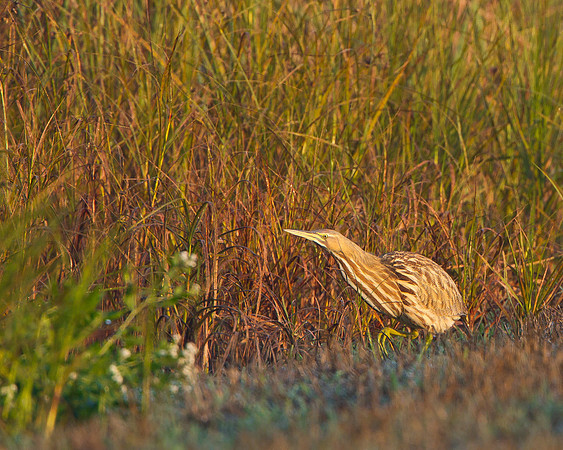 American Bittern