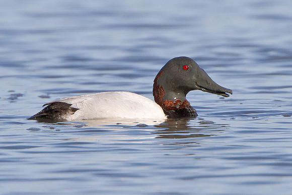 Canvasback, covered in mud after foraging for food