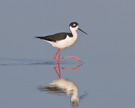 Black-necked Stilt