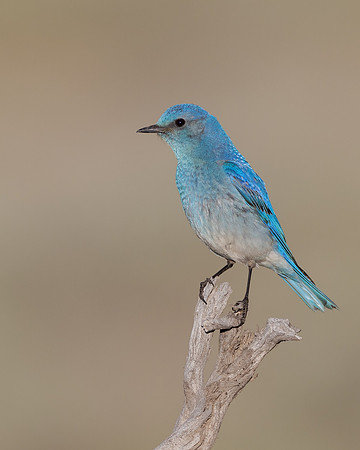 Mountain Bluebird