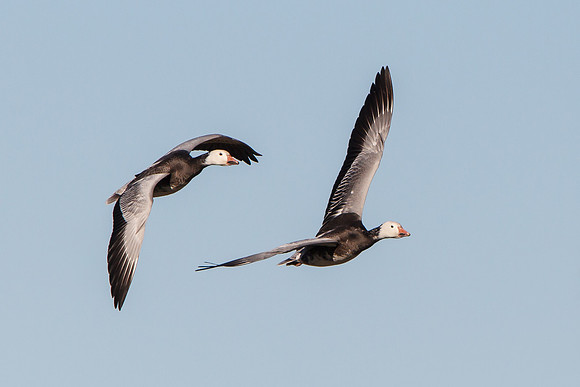 Snow Geese, dark morph