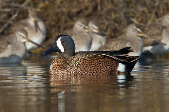 Blue-winged Teal & Dowitchers