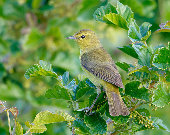Orange-crowned Warbler
