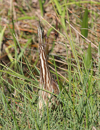 American Bittern