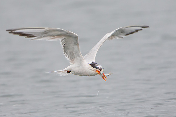 Elegant Tern, with fish