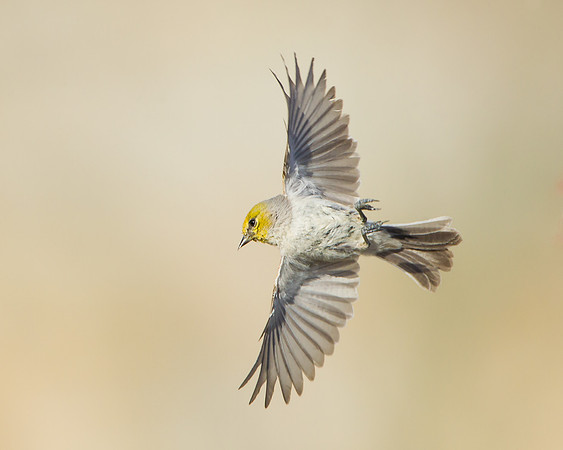 Verdin