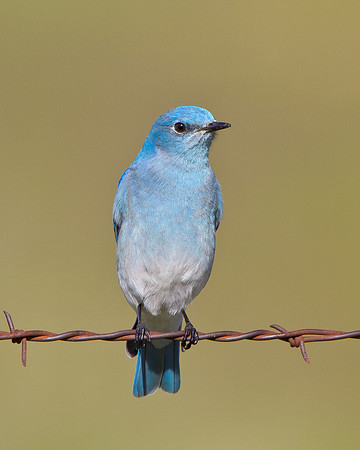 Mountain Bluebird
