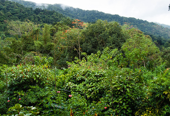 View from verandah