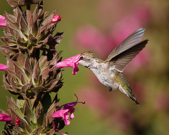 Anna's Hummingbird