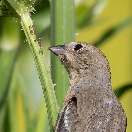 Lazuli Bunting, feeding on aphid