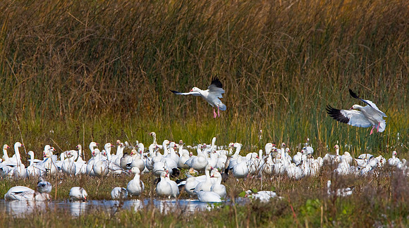 Snow Geese