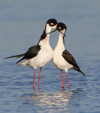 Black-necked Stilts; crossed bills following mating