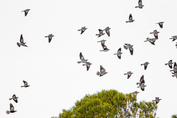 Band-tailed Pigeons