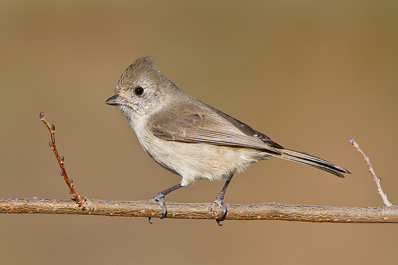 Oak Titmouse