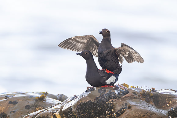 Pigeon Guillemots, mating