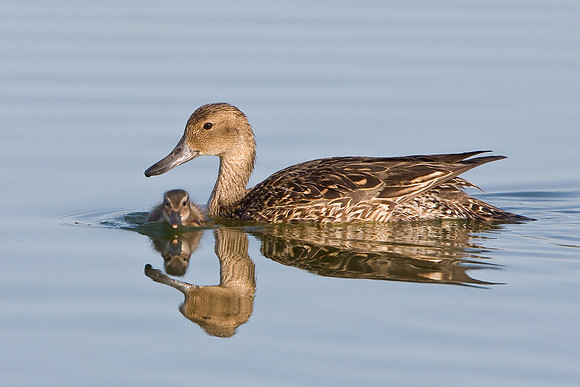 Northern Pintail, mother & chick