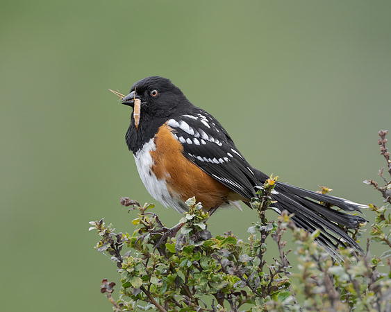 Spotted Towhee, with insects