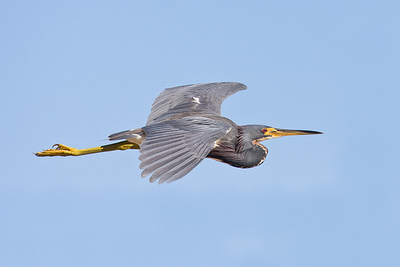 Tricolored Heron
