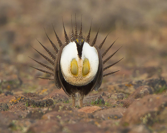 Greater Sage-Grouse, courtship display