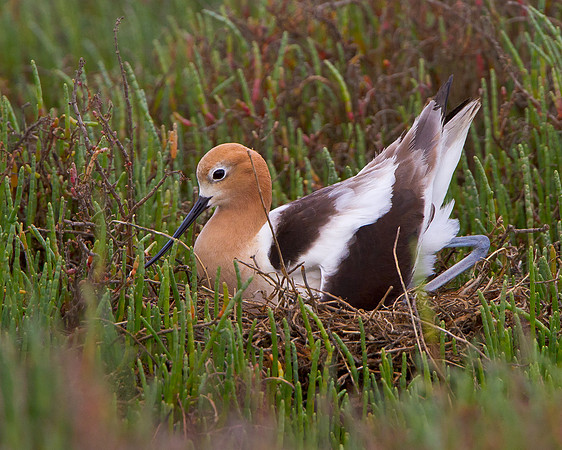 American Avocet, at nest