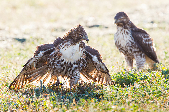 Red-tailed Hawk, mantling prey as an interloper looks on