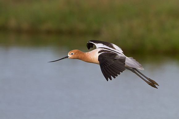 American Avocet
