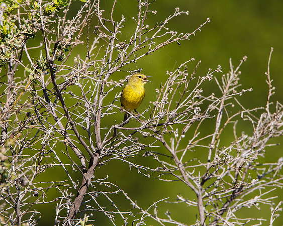 Orange-crowned Warbler