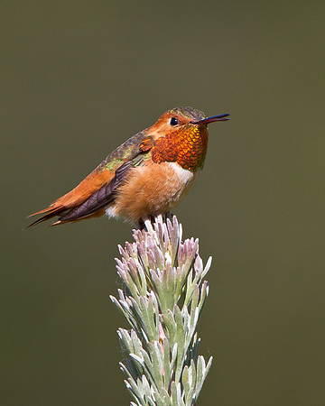 Allen's Hummingbird