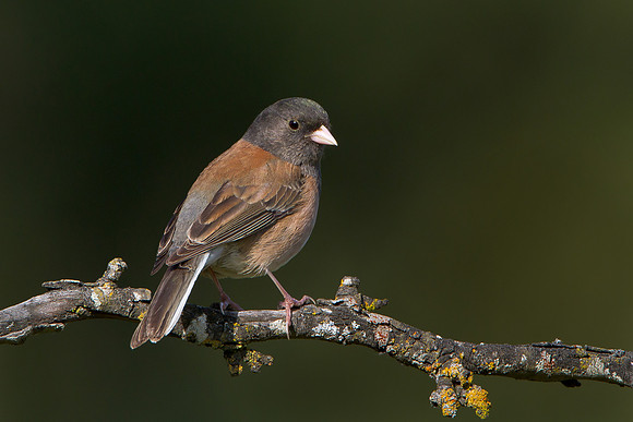 Dark-eyed Junco